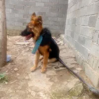 ژرمن ماده درشت زیر یک سال|سگ|لاهیجان, آهندان|دیوار