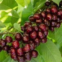 نهالستان سهند(فروش انواع نهال)|خدمات باغبانی و درختکاری|سیرجان, |دیوار