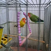 یک جفت طوطی برزیلی