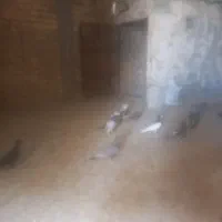 پرنده.کبوتر
