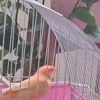 قناری رد فاکتور نر بخون مست