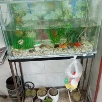 اکواریم باماهی