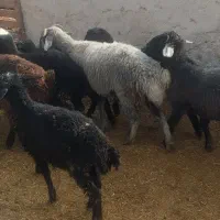 پیاز عمده|عمدهفروشی|ساوه, |دیوار