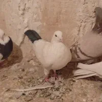 ۱۰ عدد کبوتر طوقی و نامور پراندنی|پرنده|همدان, |دیوار