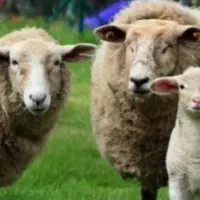 توخلی ،میش،بز،بره