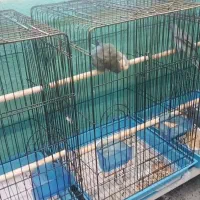 طوطی  راهب جفت مولد|پرنده|قائم‌شهر, |دیوار