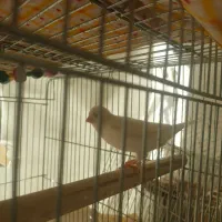 سلام قناری سفید سفید نر سوپری
