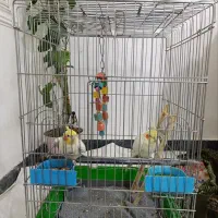 عروس هلندی نر و ماده