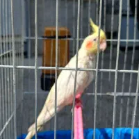 عروس هلندی