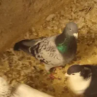 پرنده کبوتر