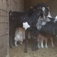 بز گلابی پاکستانی|حیوانات مزرعه|خمینی‌شهر, |دیوار