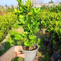 خدمات کلیه باغبانی هرسکاری گلکاری تعویض خاک گلدان|خدمات باغبانی و درختکاری|کرج, عظیمیه|دیوار