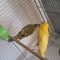 قناری رسمی بلند