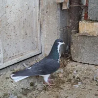 ماده رنگی|پرنده|شیراز, گل سرخ|دیوار
