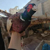 مرغ و خروس|حیوانات مزرعه|شیراز, کوشک میدان|دیوار