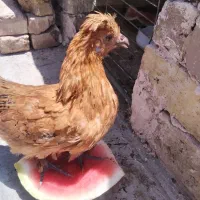 جوجه مرغ