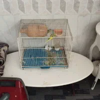 مرغ عشق جفت با قفس و لوازم همه با هم ۵۰۰|پرنده|نیشابور, شهرک اندیشه|دیوار