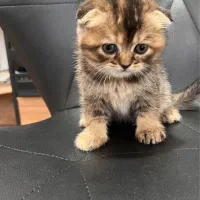 گربه اسکاتیش