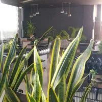 استخدام آشپز  فست فود