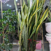 گل سانسوریا بفروش میرسد|گل و گیاه طبیعی|رشت, لاکان|دیوار