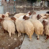 فروش سی ودو بره صادراتی