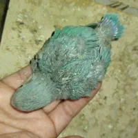 طوطی برزیلی سرلاکی