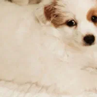 سگ اپارتمان