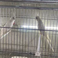 عروس هلندی البینو