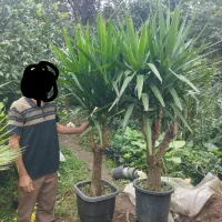 یوکا بنسای|گل و گیاه طبیعی|کلاچای, |دیوار