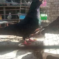 فروش نر سوکس با ماده صرب با جوجه