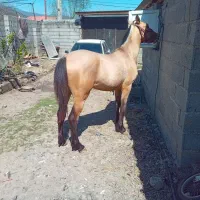 شاه صمند فروشی