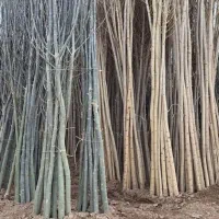 نــهـال درجه یک، انتخاب حرفه ای ها|خدمات باغبانی و درختکاری|نهاوند, |دیوار