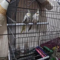 عروس پاریس|پرنده|کارون, |دیوار