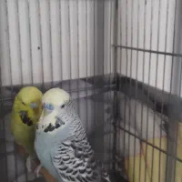 جفت مرغ عشق انگلیسی