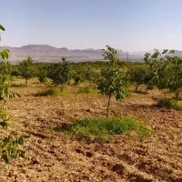 باغ گردویی مناسب برای سرمایه گذاری|فروش زمین و ملک کلنگی|سامان, |دیوار