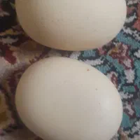 سنگ آسیاب