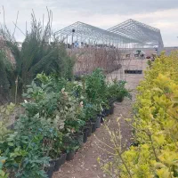 نهال میوه و گل گیاه