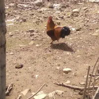 خروس|حیوانات مزرعه|سیلاخور, |دیوار