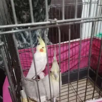 یک جفت عروس هلندی جفت خورده و یک ماده