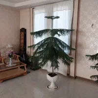 فروش ۲ عدد کاج مطبق