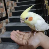 عروس هلندی تازه دون خور|پرنده|آمل, |دیوار