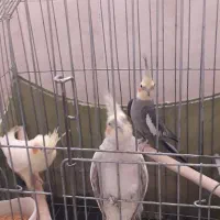 پرنده. عروس هلندی. طوطی برزیلی