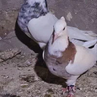 یک جفت کبوتر طوقی|پرنده|بستان آباد, |دیوار