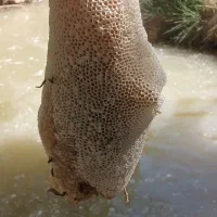 عسل  بهترینهای  گل کنار  و  لگجی|خوردنی و آشامیدنی|اهواز, اسماعیلیه|دیوار