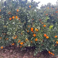 فروش تامسون و پج