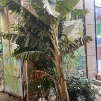 نهال های گرمسیری