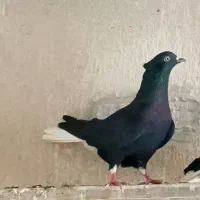 کبوتر ماده اشعل