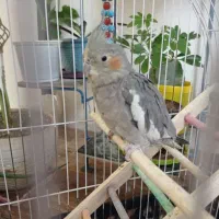 عروس هلندی سه ماهه باقفس|پرنده|خرمآباد, |دیوار