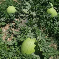 هندونه درجه یک اس جی ۴۰۸۰،آستراخان