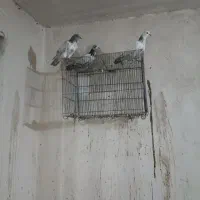 ۱۶ عدد کفتر پریشی|پرنده|شهریار, دهشاد بالا|دیوار